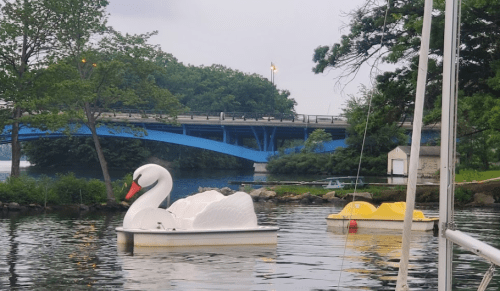 Two swan-shaped paddle boats float on a calm lake, with a blue bridge and green trees in the background.