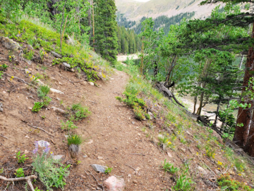 A dirt trail winds through a lush green forest with wildflowers and trees, leading into a mountainous landscape.