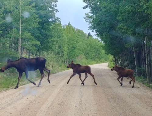 A moose and two calves crossing a dirt road surrounded by green trees.