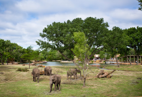 A group of elephants grazing in a grassy area near a pond, surrounded by trees and a cloudy sky.