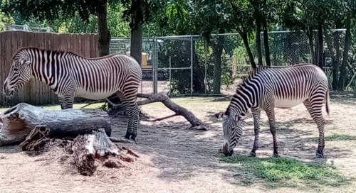 Two zebras with distinctive black and white stripes stand in a grassy area near a fallen log and trees.