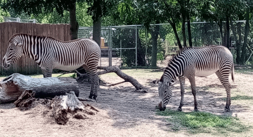 Two zebras with distinctive black and white stripes stand in a grassy area near a fallen log and trees.