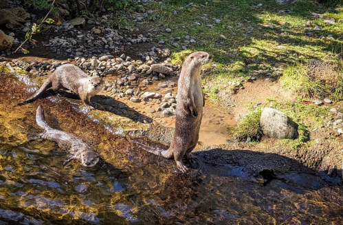 Three otters play near a stream, with one standing upright on the bank and two swimming in the water.