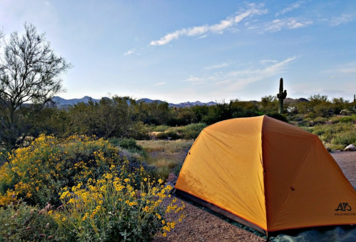 An orange tent set in a desert landscape with wildflowers and cacti, against a backdrop of mountains and blue sky.