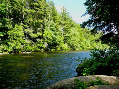 A serene river flows through a lush green forest, with sunlight filtering through the trees.