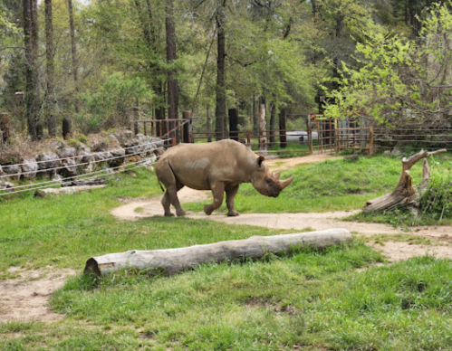 A rhinoceros walks along a path in a green, wooded area with trees and a log on the ground.
