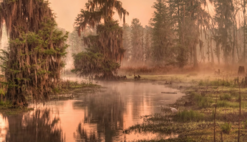 A serene swamp at dawn, with mist rising over still water and trees draped in Spanish moss.