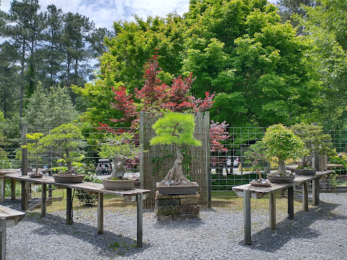 A serene bonsai garden featuring various bonsai trees on wooden tables, surrounded by lush greenery and colorful foliage.