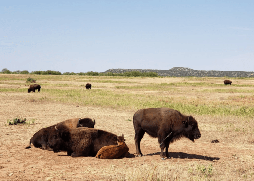 A group of bison resting in a grassy field under a clear blue sky, with more bison in the background.