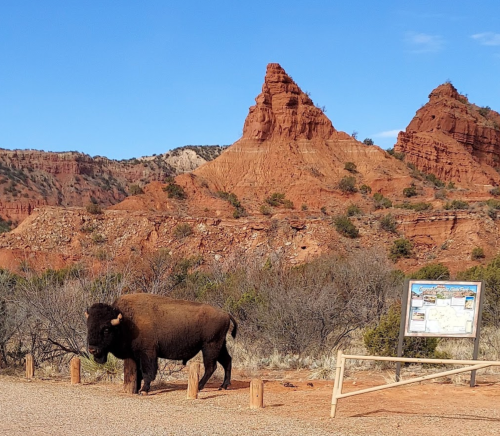 A bison stands near a sign in front of red rock formations and a peak in a natural landscape.