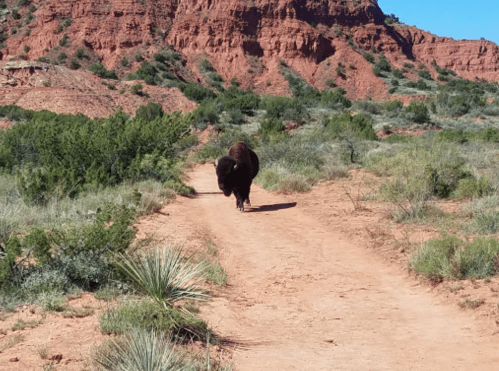 A bison walking along a dirt path in a rugged, green landscape with red rock formations in the background.