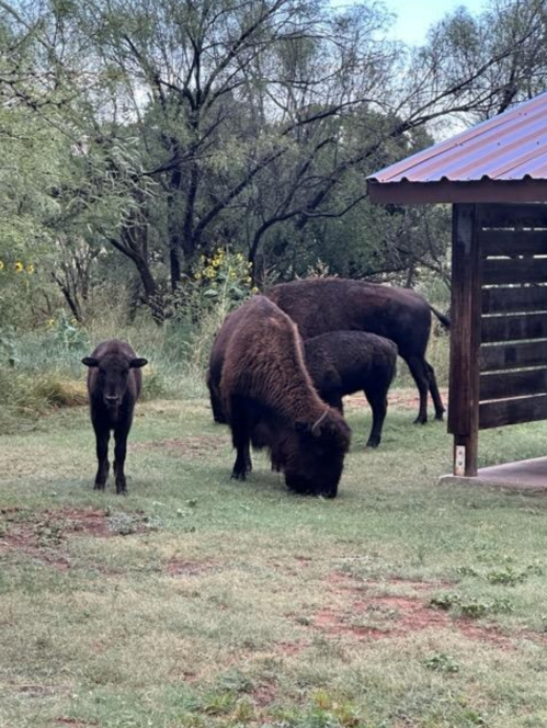 Three bison grazing near a wooden shelter in a grassy area with trees in the background.