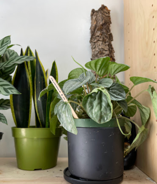A shelf with various potted plants, including a green plant in a black pot and a tall snake plant in a green pot.