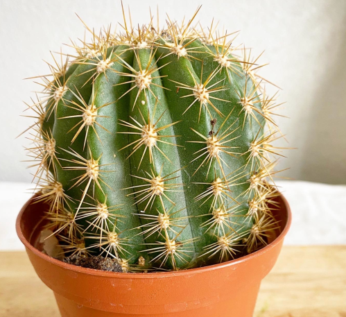 A green cactus with prominent spines in a brown pot, sitting on a wooden surface.