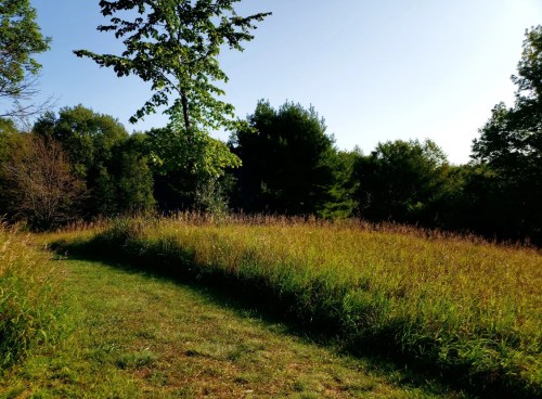 A sunny landscape featuring a grassy path leading through tall grass and trees under a clear blue sky.