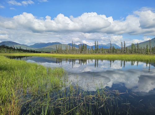 A serene wetland scene with tall grasses, a calm reflective pond, and mountains under a blue sky with fluffy clouds.