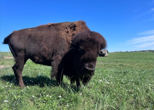 A large bison stands in a grassy field under a clear blue sky.