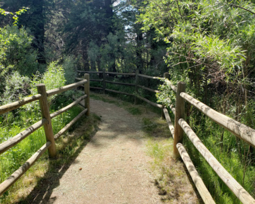 A winding dirt path surrounded by greenery and wooden fencing in a forested area.