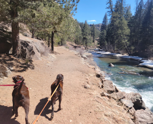 Two dogs on leashes walk along a dirt path beside a river, surrounded by trees and rocky terrain.