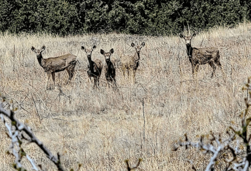 A group of five deer stands in a grassy field, surrounded by sparse vegetation and trees in the background.