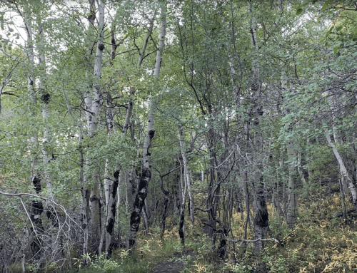 A dense forest of green trees with aspen trunks, creating a serene and natural pathway.