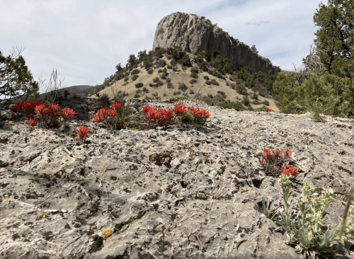 A rocky landscape with vibrant red flowers in the foreground and a rugged mountain in the background under a cloudy sky.