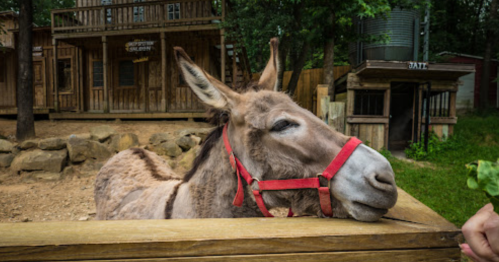 A donkey with a red halter leans over a wooden fence in a rustic setting with wooden buildings in the background.