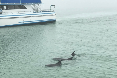 Three dolphins swim near a boat in calm, misty waters.