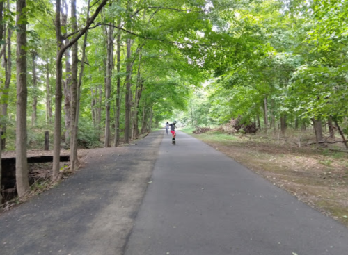 A person riding a scooter down a tree-lined path in a lush green forest.