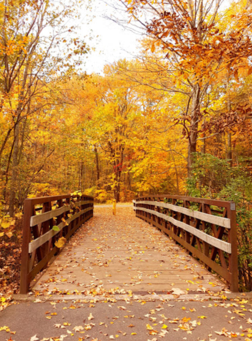 A wooden bridge surrounded by vibrant autumn foliage and fallen leaves on a peaceful forest path.