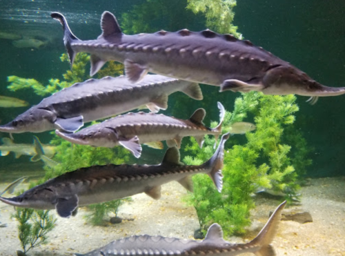 A group of sturgeons swimming in a tank surrounded by aquatic plants.