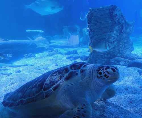 A sea turtle swims near a rocky structure in a blue underwater scene, surrounded by various fish.