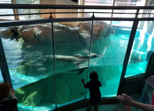 A child watches a seal swimming in a large aquarium tank, with rocks and water visible in the background.