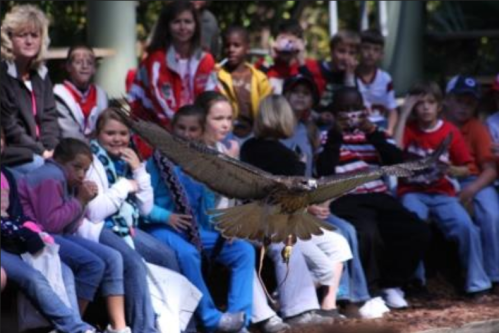A hawk flies over a group of children and adults seated in a park, watching the bird in flight.