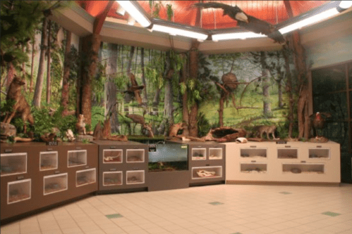 A nature exhibit featuring taxidermy animals and a forest mural in a well-lit indoor space.