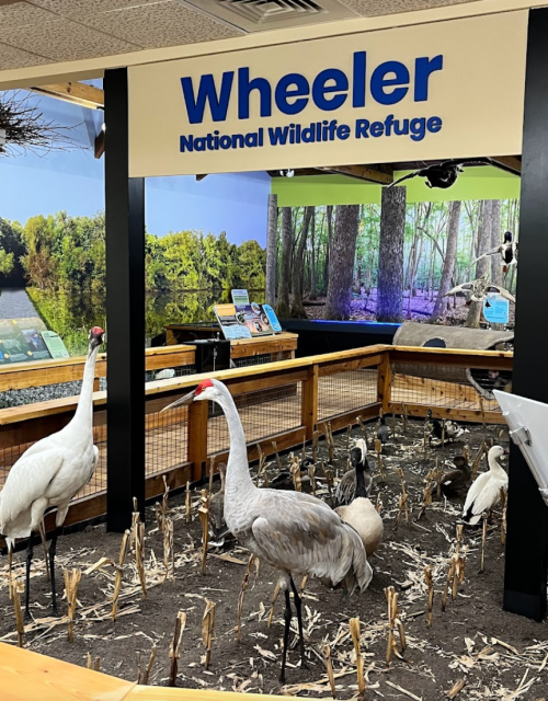 Exhibit at Wheeler National Wildlife Refuge featuring life-sized crane models in a natural setting.