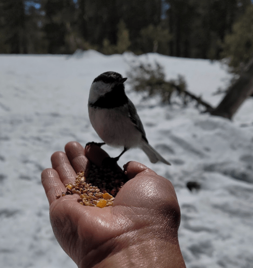 A small bird perched on a hand filled with birdseed, surrounded by snow-covered ground and trees in the background.