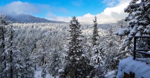 From Mountain Station overlook in Southern California, you can see pine trees with branches heavy with snow for miles in the distance.
