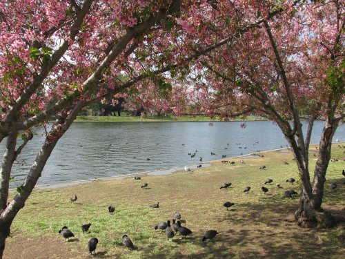 A serene lakeside scene with pink cherry blossoms, green grass, and ducks swimming near the shore.