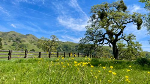 A scenic landscape featuring a large tree, rolling green hills, and a field of yellow wildflowers under a blue sky.