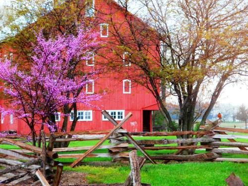 A red barn surrounded by blooming pink trees and a wooden fence, set in a lush green landscape.