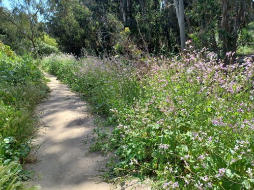 A sandy path surrounded by lush greenery and blooming pink flowers on either side.