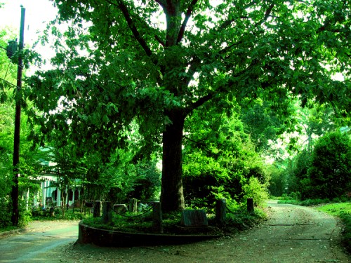 A large green tree stands at the edge of a winding dirt path, surrounded by lush foliage and stone markers.