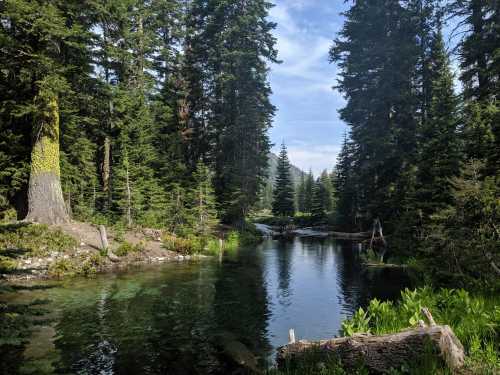 A serene forest scene with a clear stream surrounded by tall green trees and a blue sky.