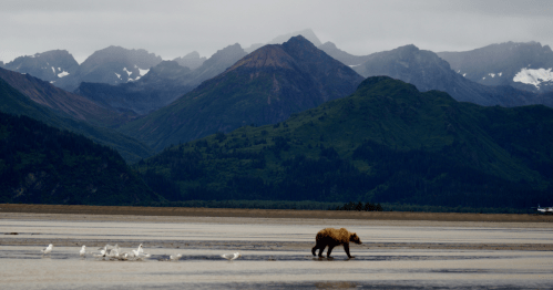 A bear walks along a sandy shore with mountains in the background and seagulls scattered nearby.