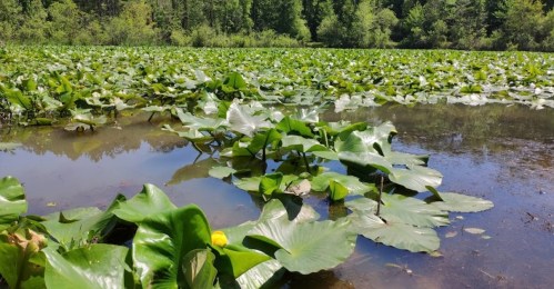 A serene pond covered with large lily pads and surrounded by lush green trees.