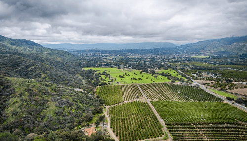 Aerial view of lush green vineyards and rolling hills under a cloudy sky.