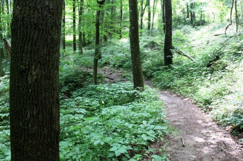 A winding dirt path through a lush green forest, surrounded by tall trees and dense foliage.