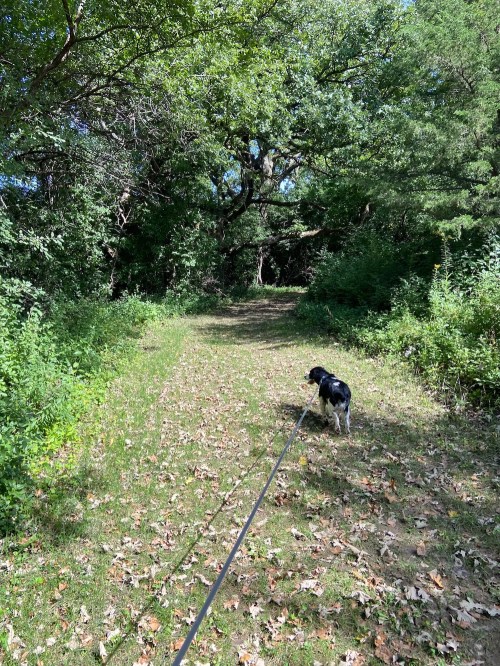 A dog on a leash walks along a grassy path surrounded by trees and greenery.