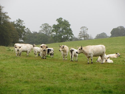 A group of white and black cows grazing in a green field under a cloudy sky. Trees are visible in the background.
